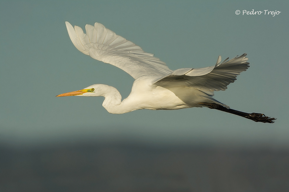 Garceta grande (Egretta alba)